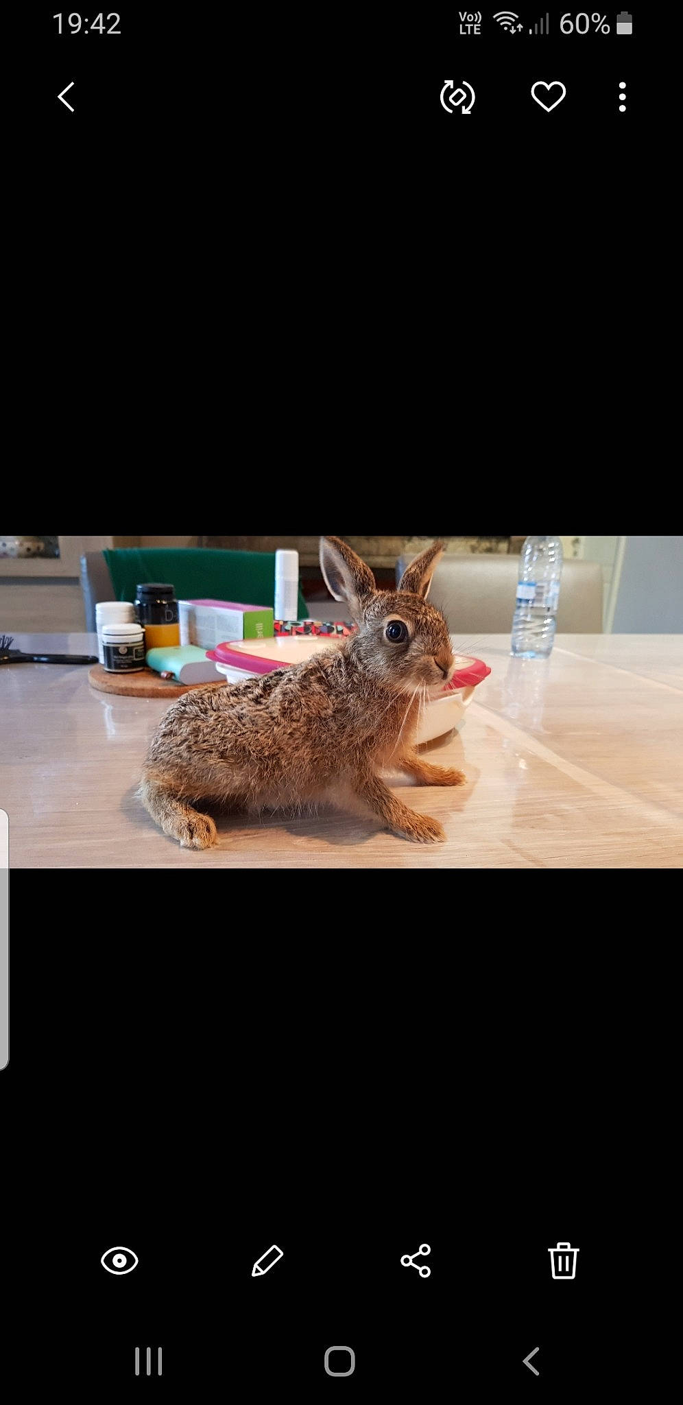 Pinpin participe au concours pour gagner de l'argent avec cette photo : domestic_rabbit, ear, fawn, fur, hare, rabbit, rabbits_and_hares, snout, squirrel, tail, whiskers, wildlife, wood_rabbit