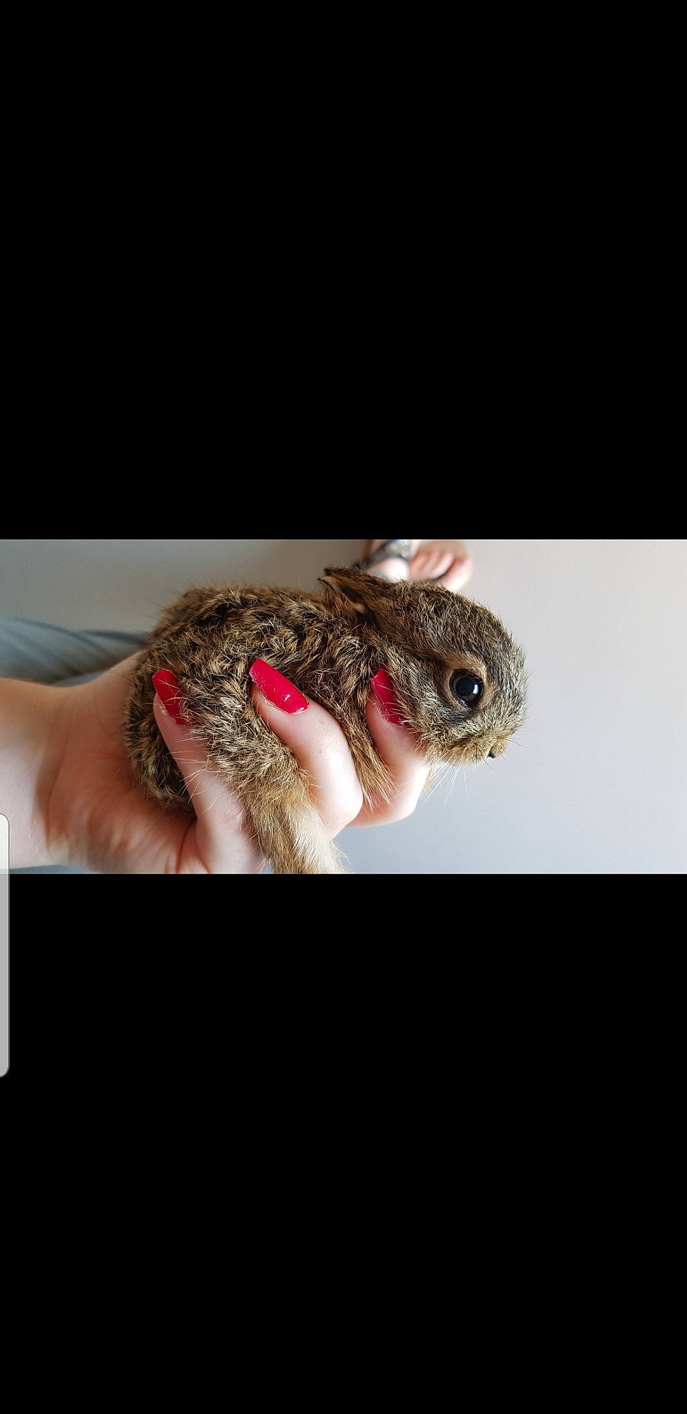 Pinpin participe au concours pour gagner de l'argent avec cette photo : ear, fawn