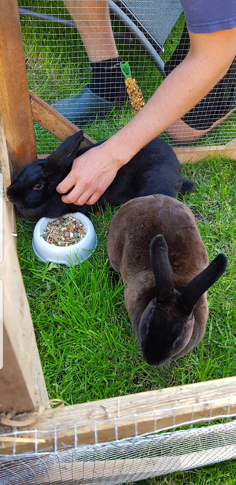 Praline participe au concours pour gagner de l'argent avec cette photo : fawn, grass