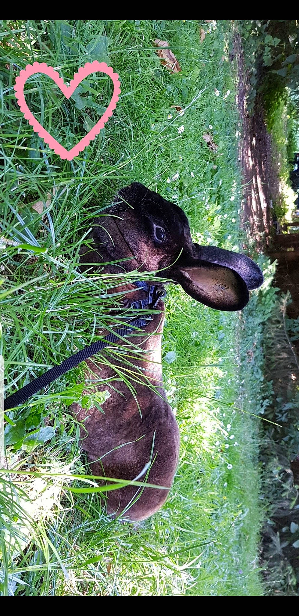 Praline participe au concours pour gagner de l'argent avec cette photo : grass, plant