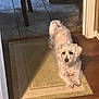 Clyde joined the competition — help win amazing prizes! dog, white_dog, pet, indoor, rug, floor, wooden_floor, tile_floor, curious, playful, small_dog, home, furniture, doorway, animal, mammal, canine, companion, cute, domestic