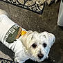 Clyde is registered to the contest to win money with this photo: dog, white_dog, pet, indoor, tshirt, clothing, floor, rug, looking_up, cute, small_dog, fur, animal, companion, domestic, eyes, head, mammal, portrait, cozy