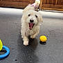 animal, background, companion, cute, dog, floor, friendly, fur, happy, indoor, mouth_open, pet, pink_outfit, playful, playtime, shadow, small_dog, toy_ball, white_fur, wooden_fence