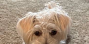 Clyde is registered to the contest to win money with this photo: dog, white_dog, curly_fur, carpet, indoor, pet, animal, cute, lying_down, front_paws, close_up, fluffy, small_dog, fur, nose, ears, eyes, looking, home, cozy