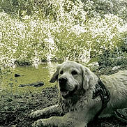 Patton a rejoint le concours — aidez-le/la à gagner de superbes lots ! animal, canine, daytime, dog, dog_harness, forest, golden_retriever, greenery, landscape, mud, nature, outdoors, pet, relaxing, resting, river, scenery, sunlight, water, wildlife