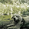 animal, canine, daytime, dog, dog_harness, forest, golden_retriever, greenery, landscape, mud, nature, outdoors, pet, relaxing, resting, river, scenery, sunlight, water, wildlife