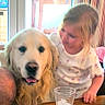 Patton a rejoint le concours — aidez-le/la à gagner de superbes lots ! child, companion, cozy, curtains, dog, face, furniture, girl, golden_retriever, hair, human, ice, indoor, light, pet, plastic_cup, smile, table, window, wooden_table