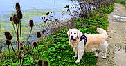 Patton participe au concours pour gagner de l'argent avec cette photo : animal, canine, cloudy, daytime, dog, golden_retriever, grass, greenery, landscape, muddy_path, nature, outdoor, path, pet, plants, pond, sky, walking, water, wild_plants
