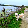 animal, canine, cloudy, daytime, dog, golden_retriever, grass, greenery, landscape, muddy_path, nature, outdoor, path, pet, plants, pond, sky, walking, water, wild_plants