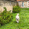 Patton a rejoint le concours — aidez-le/la à gagner de superbes lots ! bushes, canine, daylight, dog, fur, garden, golden_retriever, grass, greenery, house, leafy, nature, outdoor, pathway, pet, rural, scenic, shutter, stone_wall, walking