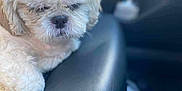 Roxy is registered to the contest to win money with this photo: dog, white_dog, pet, car_interior, leather, armrest, fluffy, sleepy, closeup, animal, cute, companion, resting, indoors, transportation, seat, cozy, fur, mammal, domestic_animal