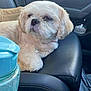 Roxy is registered to the contest to win money with this photo: dog, pet, car_interior, leather, armrest, water_bottle, paper, cream_color, fluffy, cute, relaxed, seat, window, daylight, vehicle, companion, travel, domestic_animal, mammal, fur
