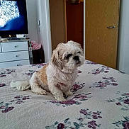 Roxy joined the competition — help win amazing prizes! dog, bed, bedspread, floral_pattern, indoor, furniture, television, dresser, door, wooden_door, pet, small_dog, carpet, room, domestic, calm, relaxed, cozy, home, animal