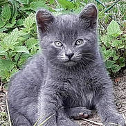 Mistigri participe au concours pour gagner de l'argent avec cette photo : animal, cat, curious, cute, eyes, fur, grass, gray_fur, greenery, ground, kitten, leaf, mammal, nature, outdoor, pet, sitting, small, wildlife, young