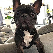 Darkos a rejoint le concours — aidez-le/la à gagner de superbes lots ! dog, french_bulldog, pet, close_up, indoor, living_room, couch, black_and_white, cute, animal, ears, face, fur, eyes, nose, home, furniture, plant, relaxed, domestic