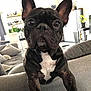 dog, french_bulldog, pet, close_up, indoor, living_room, couch, black_and_white, cute, animal, ears, face, fur, eyes, nose, home, furniture, plant, relaxed, domestic