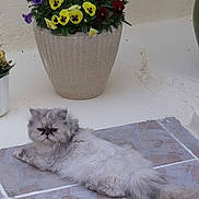 Caline participe au concours pour gagner de l'argent avec cette photo :