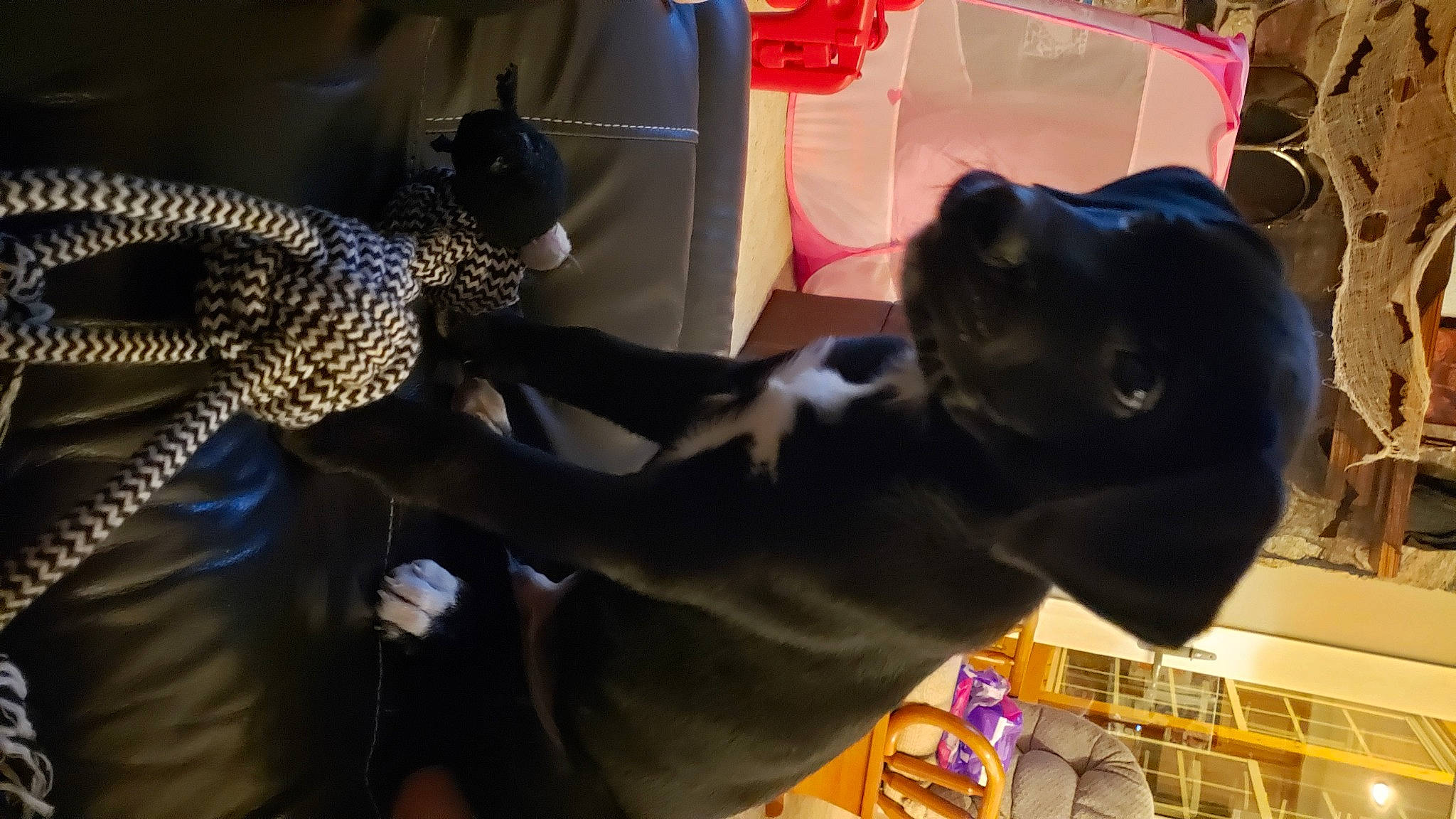 Smokey is registered to the contest to win money with this photo: canidae, companion_dog, dog, dog_breed, falconiformes, fun, fur, guard_dog, sporting_group, tail, wing