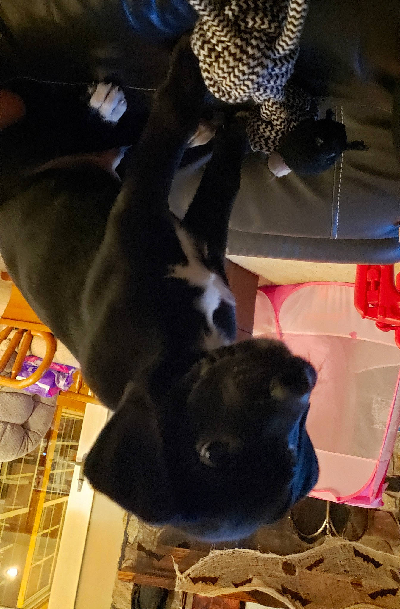 Smokey is registered to the contest to win money with this photo: canidae, carnivore, companion_dog, dog, dog_breed, fawn, fun, fur, guard_dog, non_sporting_group, organism, photography, sporting_group, tail, working_animal