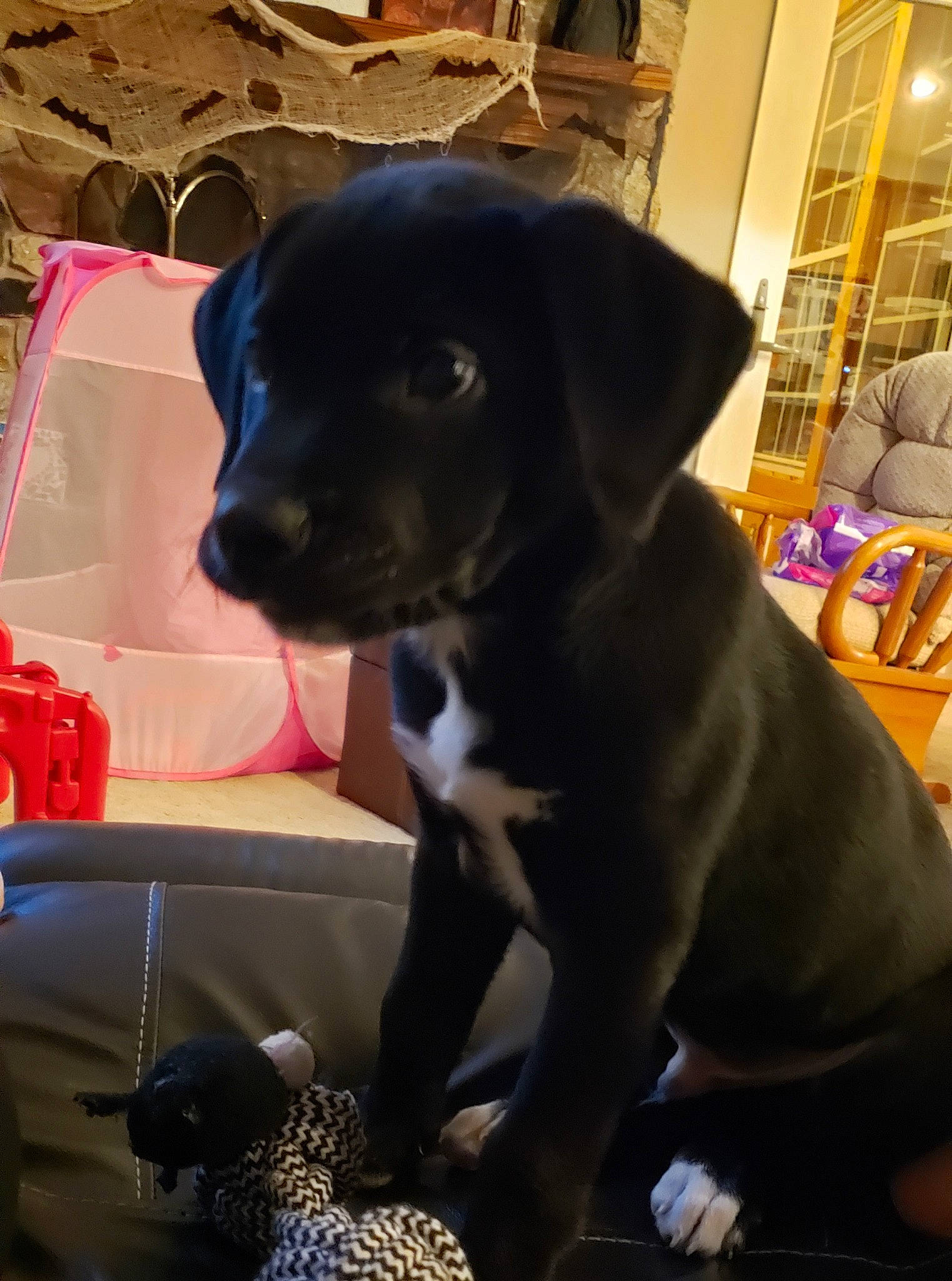 Smokey joined the competition — help win amazing prizes! borador, carnivore, collar, comfort, companion_dog, couch, dog, dog_breed, dog_collar, fawn, fur, guard_dog, luggage_and_bags, non_sporting_group, pet_supply, snout, sporting_group, whiskers, working_animal, working_dog