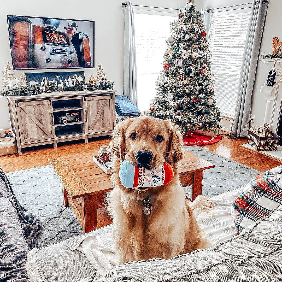 Sawyer is registered to the contest to win money with this photo: cabinetry, carnivore, christmas_decoration, christmas_eve, christmas_ornament, christmas_tree, collar, companion_dog, cupboard, dog, dog_breed, drawer, holiday, home, interior_design, plaid, room, sideboard, sporting_group