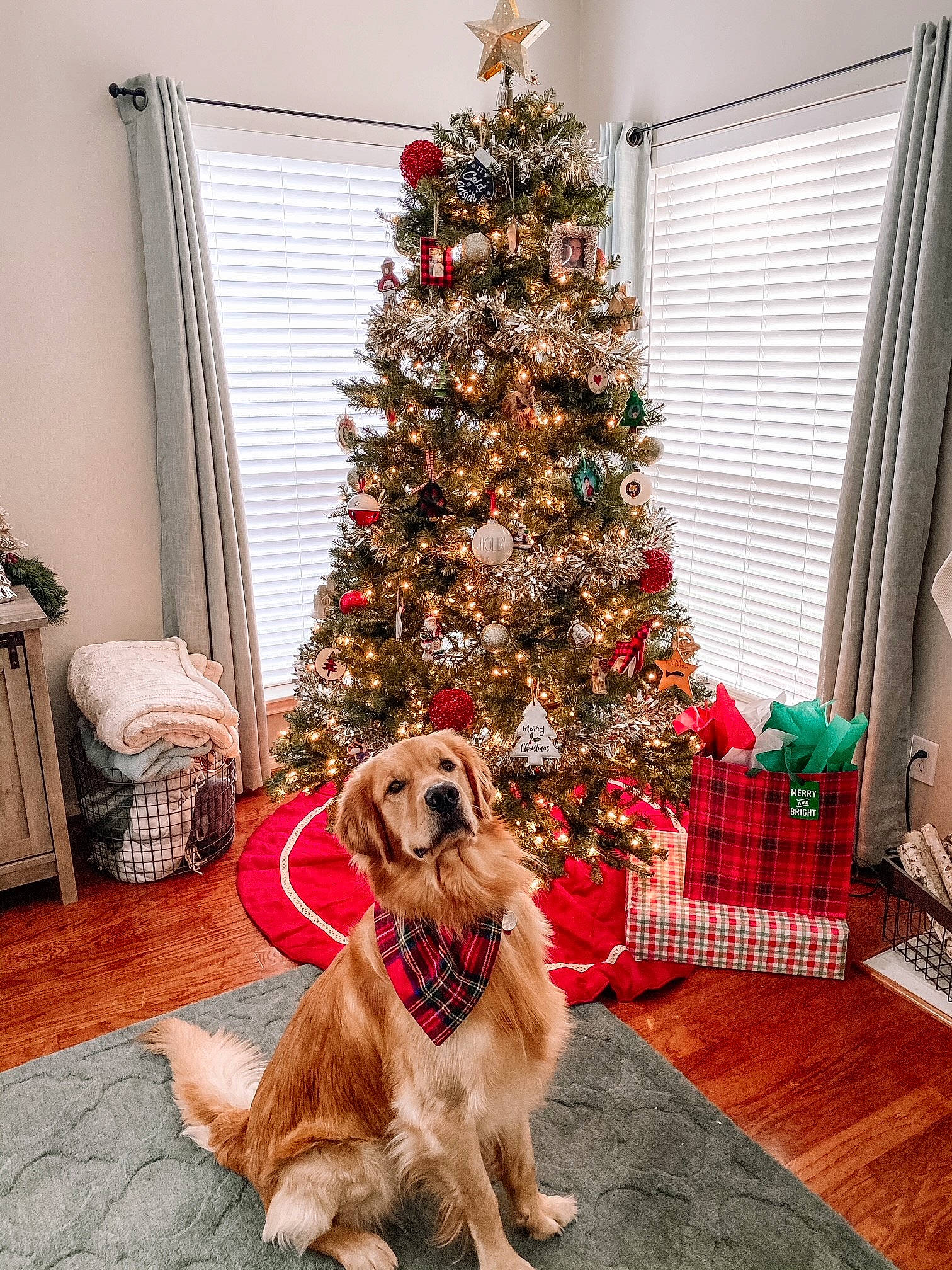 Sawyer joined the competition — help win amazing prizes! carnivore, christmas, christmas_decoration, christmas_eve, christmas_ornament, christmas_tree, dog, dog_breed, holiday, holiday_ornament, home, interior_design, living_room, ornament, room, sporting_group, window_blind, window_covering, window_treatment