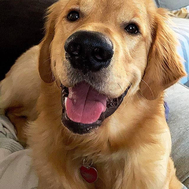 Sawyer is registered to the contest to win money with this photo: beige, carnivore, companion_dog, dog, dog_breed, fawn, fur, iris, liver, love, retriever, skin, snout, sporting_group, tan, tongue, tooth, vertebrate, whiskers, working_animal