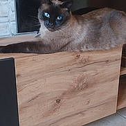 Poté a rejoint le concours — aidez-le/la à gagner de superbes lots ! cat, siamese_cat, blue_eyes, wooden_cabinet, indoor, furniture, stone_wall, tiled_floor, pet, animal, lounging, relaxed, home, domestic, fur, whiskers, ears, face, looking, closeup