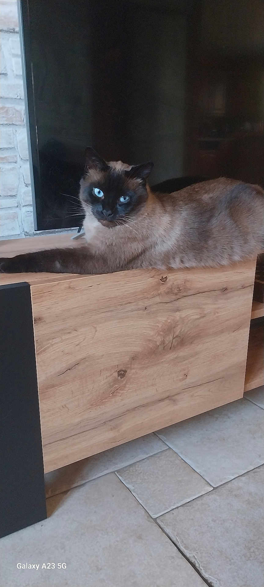 Poté a rejoint le concours — aidez-le/la à gagner de superbes lots ! cat, siamese_cat, blue_eyes, wooden_cabinet, indoor, furniture, stone_wall, tiled_floor, pet, animal, lounging, relaxed, home, domestic, fur, whiskers, ears, face, looking, closeup