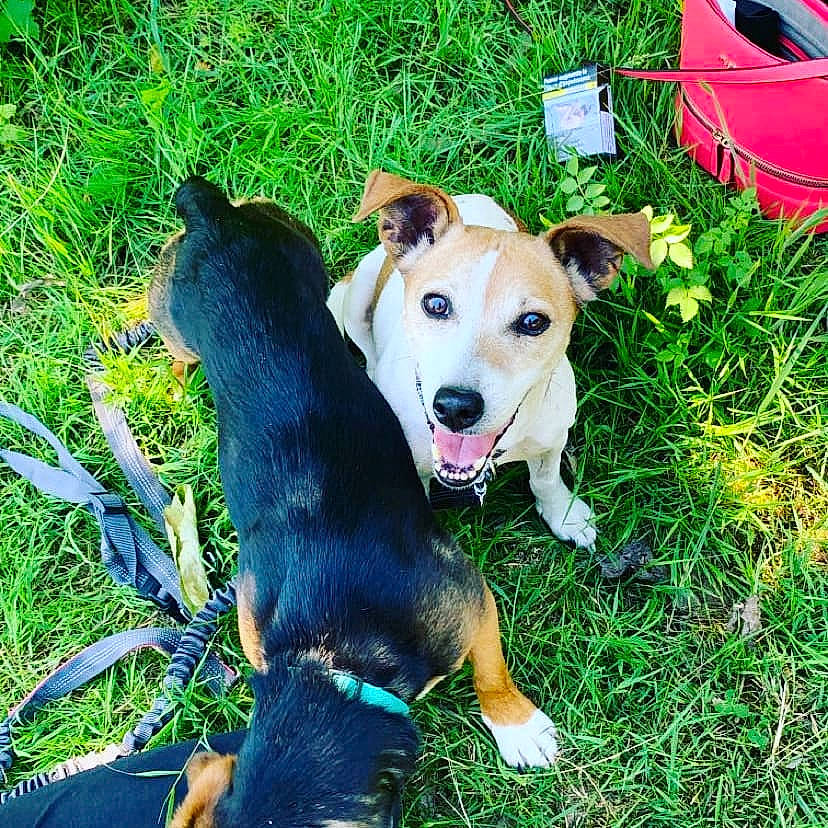 Etna participe au concours pour gagner de l'argent avec cette photo : canidae, carnivore, companion_dog, dog, dog_breed, grass, mammal, plant, puppy, snout