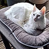 cat, white_cat, blue_eyes, fluffy, cushion, chair, potted_plant, plant, wooden_deck, outdoor, pet, feline, relaxed, resting, domestic_animal, fur, cute, animal, nature, cozy