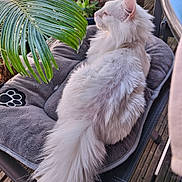 Princesse a rejoint le concours — aidez-le/la à gagner de superbes lots ! cat, white_cat, fluffy, long_hair, pet, animal, resting, chair, cushion, outdoor, plant, greenery, wooden_floor, tail, relaxed, sunlight, feline, domestic_cat, nature, calm