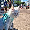 Princesse a rejoint le concours — aidez-le/la à gagner de superbes lots ! cat, white_cat, pet, harness, leash, outdoor, urban, park, people, building, stone, sunny, daytime, side_view, curious, walking, trees, blue_sky, shadow, casual