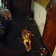 Honey Hull is registered to the contest to win money with this photo: dog, indoor, floor, tile, food_bowl, door, bow, blanket, crate, household_items, pet, animal, happy, tongue_out, resting, brown, black, yellow, metal, flooring