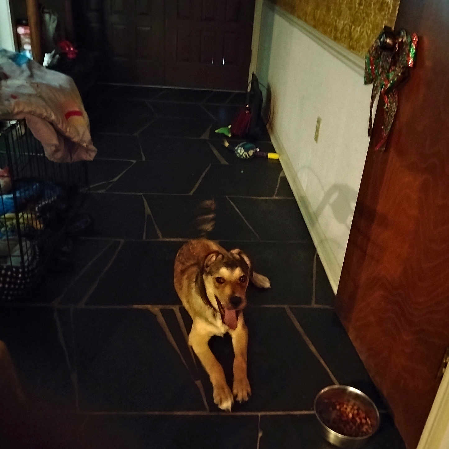 Honey Hull is registered to the contest to win money with this photo: dog, indoor, floor, tile, food_bowl, door, bow, blanket, crate, household_items, pet, animal, happy, tongue_out, resting, brown, black, yellow, metal, flooring