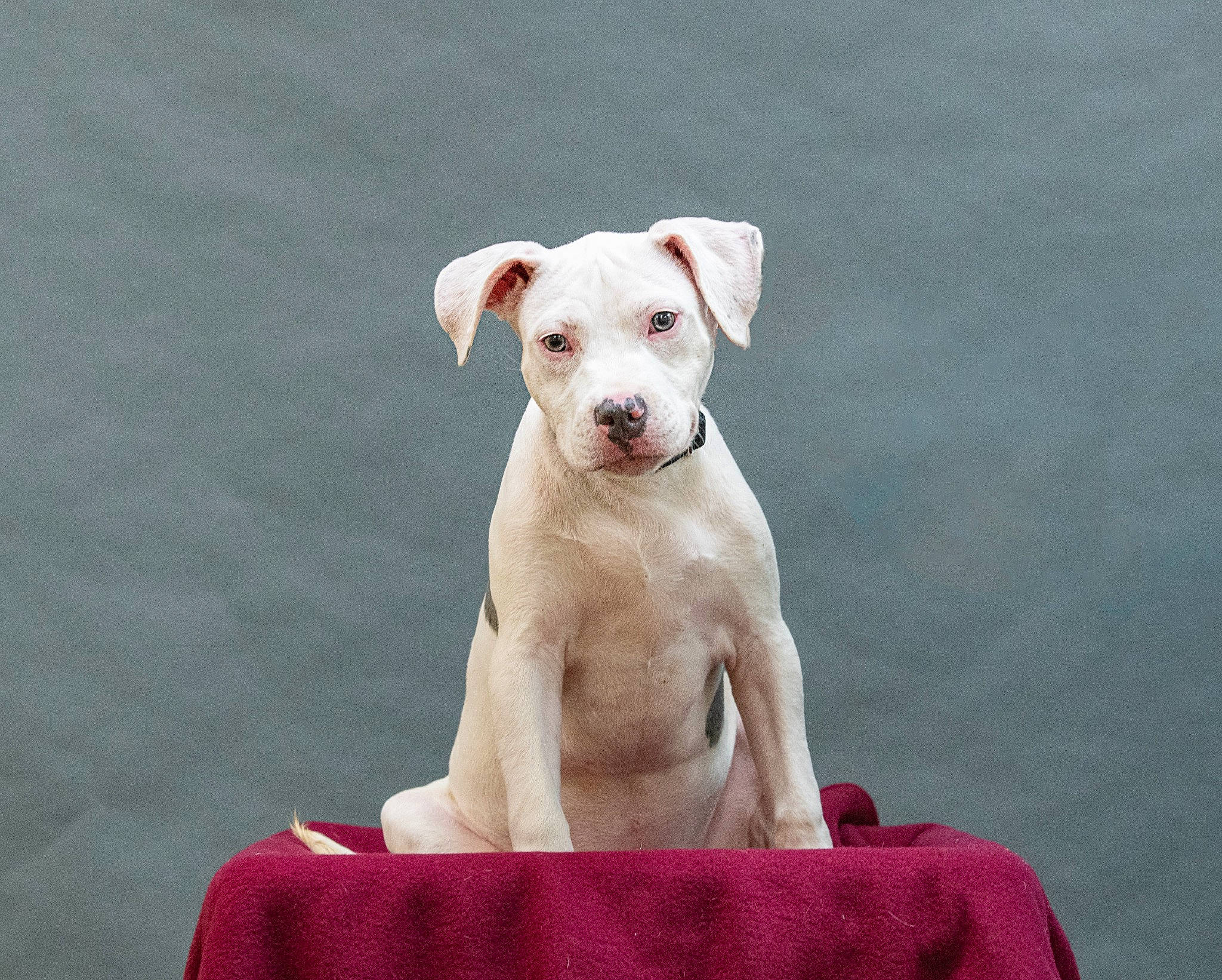 Hurley joined the competition — help win amazing prizes! ancient_dog_breeds, canidae, carnivore, collar, companion_dog, cordoba_fighting_dog, dog, dog_breed, dog_collar, dog_supply, fawn, non_sporting_group, pet_supply, sitting, snout, sporting_group, tail, terrestrial_animal, water, working_animal