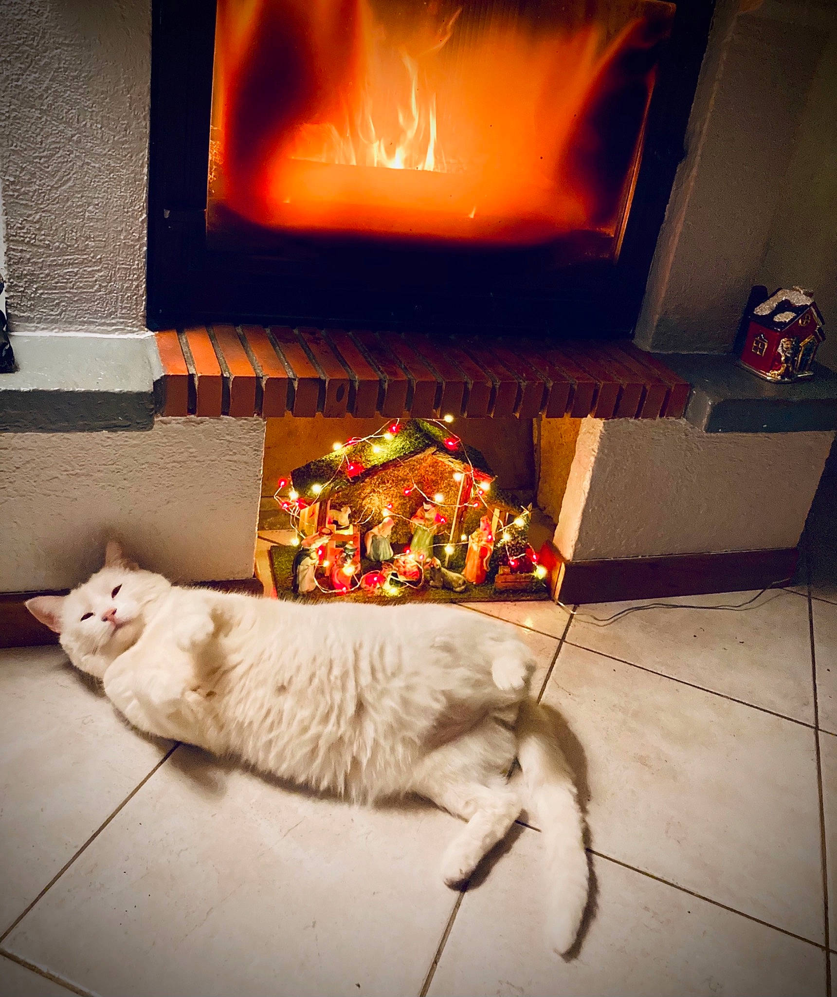 Noucky participe au concours pour gagner de l'argent avec cette photo : carnivore, cat, european_shorthair, felidae, fireplace, floor, fur, heat, night, room, small_to_medium_sized_cats, tail, turkish_van, whiskers