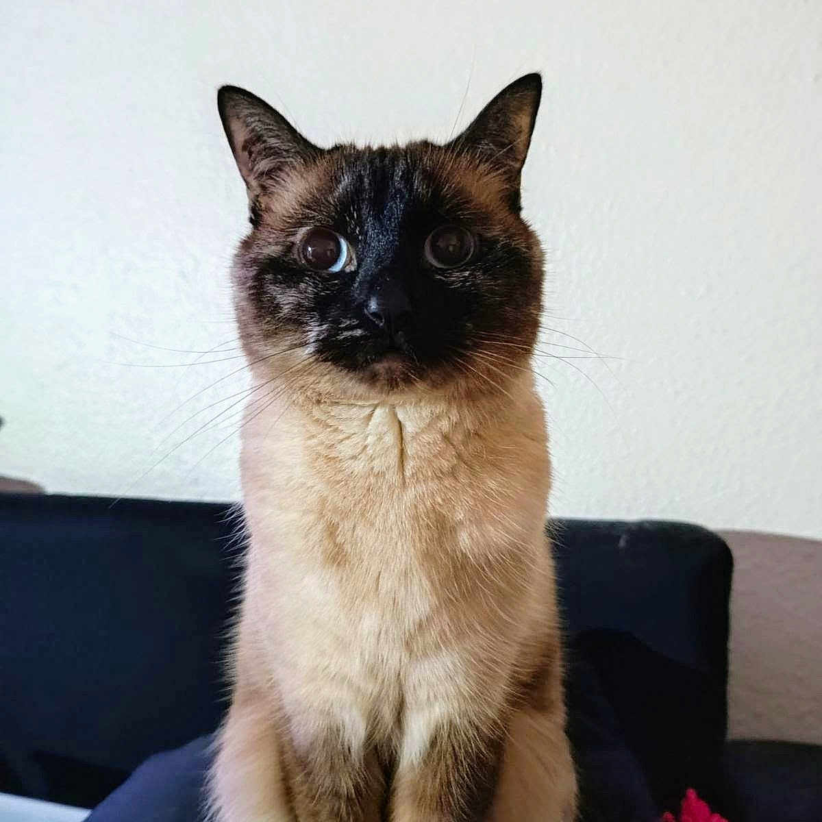 Luna participe au concours pour gagner de l'argent avec cette photo : animal, cat, kitten, pet, siamese