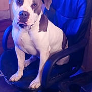 Patrick joined the competition — help win amazing prizes! animal, blue_light, calm, canine, companion, dog, domestic, ears, furniture, gray, indoor, looking_at_camera, office_chair, paw, pet, quiet, seated, snout, white, wooden_floor
