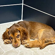 Azia a rejoint le concours — aidez-le/la à gagner de superbes lots ! puppy, dog, brown_fur, sleeping, floor_mat, patterned_floor, indoor, corner, cute, pet, animal, young_dog, fur, ears, paws, resting, looking, close_up, cozy, domestic