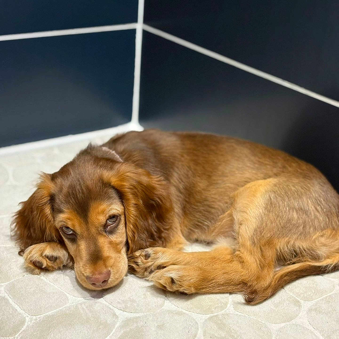 Azia a rejoint le concours — aidez-le/la à gagner de superbes lots ! animal, brown_fur, close_up, corner, cozy, cute, dog, domestic, ears, floor_mat, fur, indoor, looking, patterned_floor, paws, pet, puppy, resting, sleeping, young_dog