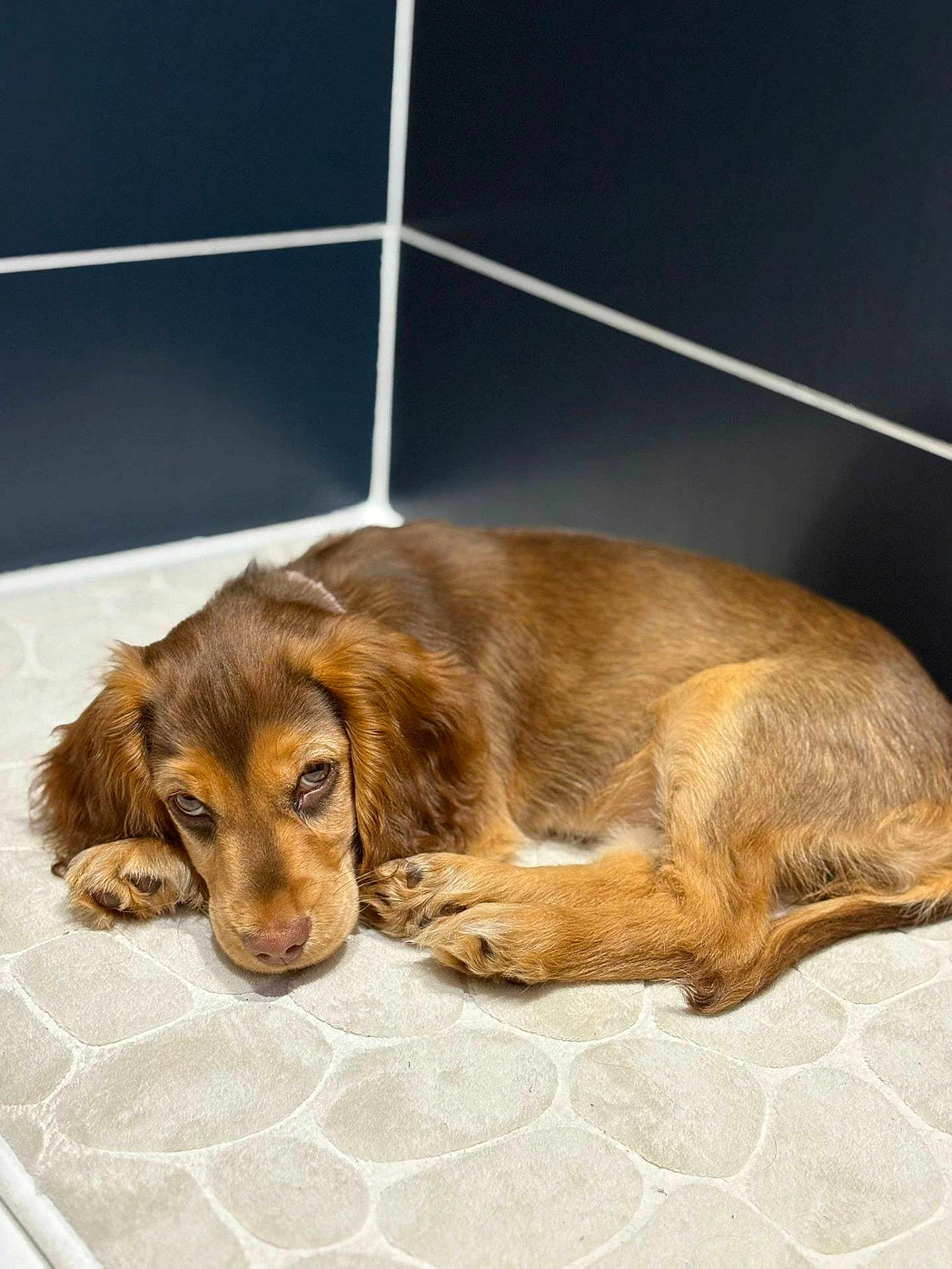 Azia a rejoint le concours — aidez-le/la à gagner de superbes lots ! puppy, dog, brown_fur, sleeping, floor_mat, patterned_floor, indoor, corner, cute, pet, animal, young_dog, fur, ears, paws, resting, looking, close_up, cozy, domestic