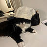 cat, black_and_white, baseball_cap, hat, feline, pet, indoor, mirror, purse, table, white_surface, relaxed, cute, whiskers, paw, domestic_animal, fur, accessory, black_purse, gold_chain