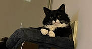 Bigotes joined the competition — help win amazing prizes! cat, black_and_white, fluffy, cat_tree, indoor, pet, animal, feline, resting, cozy, whiskers, ears, paws, looking, domestic, household, relaxed, cute, fur, portrait
