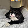 Bigotes is registered to the contest to win money with this photo: cat, tuxedo_cat, black_and_white, pet, animal, feline, whiskers, bed, blanket, indoor, resting, close_up, cute, tongue_out, eyes, fur, comfort, relaxed, domestic_animal, home
