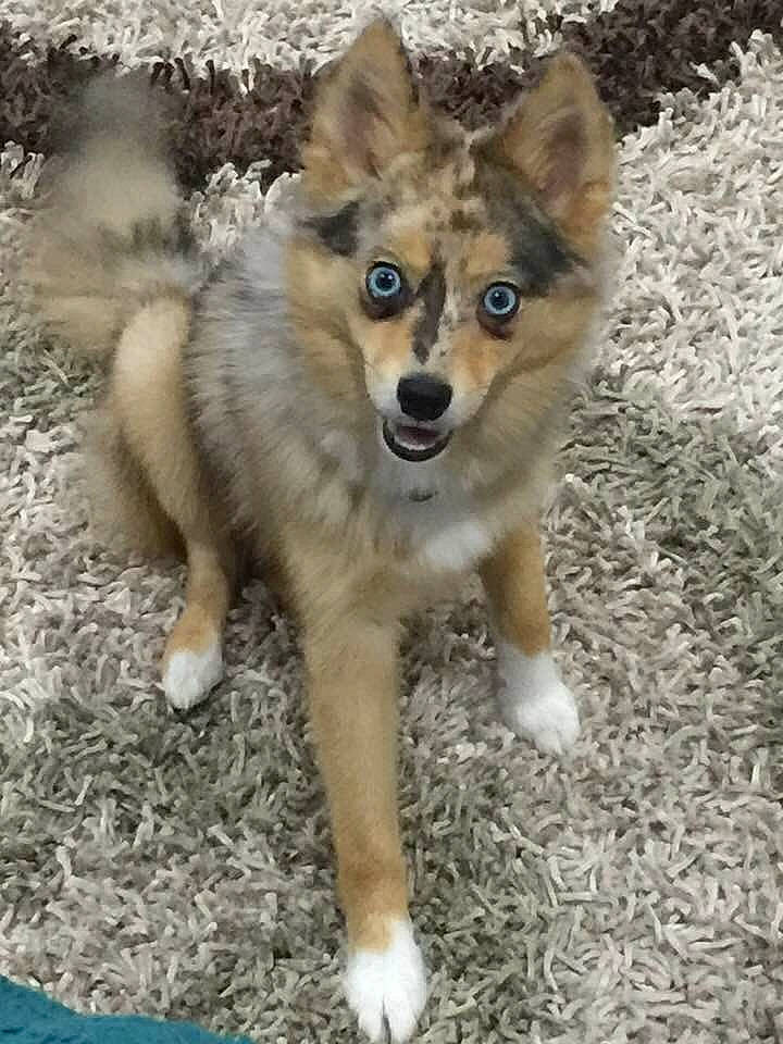 Sakari is registered to the contest to win money with this photo: ancient_dog_breeds, canis, carnivore, companion_dog, corgi_chihuahua, dog, dog_breed, fawn, fur, grass, sled_dog, snout, soil, sulimov_dog, tail, terrestrial_animal, wildlife, wolf, working_animal, working_dog