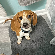 Little Bit joined the competition — help win amazing prizes! bathroom, brown, collar, companion, curious, cute, dog, domestic_animal, ears, floor, friendly, fur, indoor, looking_up, pet, puppy, rug, small, towel, white