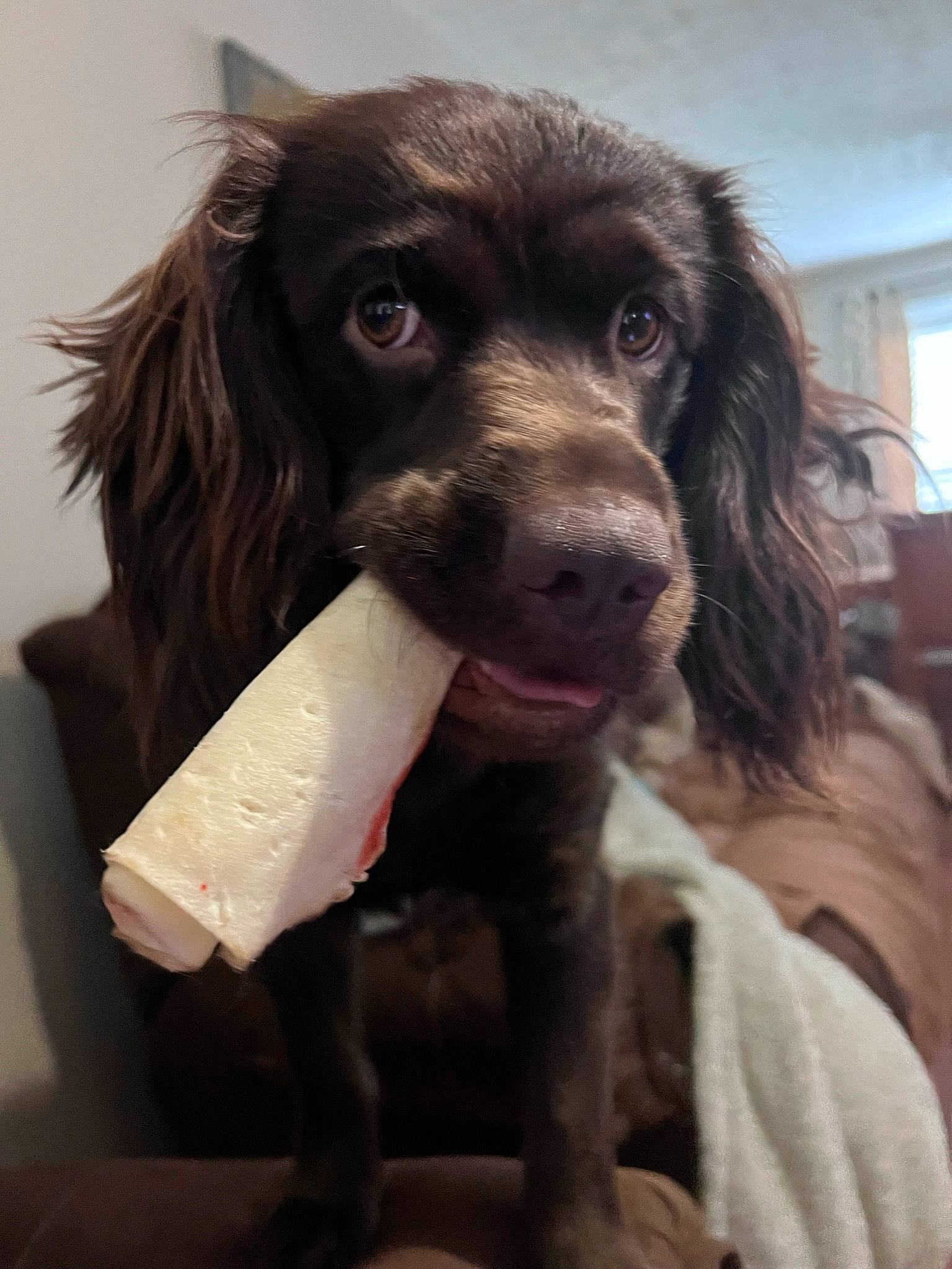 Wilson is registered to the contest to win money with this photo: canidae, carnivore, cocker_spaniel, companion_dog, dog, dog_breed, dog_collar, fang, fur, gun_dog, liver, snout, spaniel, sporting_group, whiskers, window, working_animal