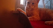 Sherbet is registered to the contest to win money with this photo: cat, orange_tabby, window, curtains, indoor, pet, feline, relaxed, cozy, red_surface, animal, domestic_cat, resting, soft_light, patterned_curtains, window_light, paw, whiskers, ears, fur