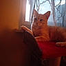 cat, orange_tabby, window, curtains, indoor, pet, feline, relaxed, cozy, red_surface, animal, domestic_cat, resting, soft_light, patterned_curtains, window_light, paw, whiskers, ears, fur